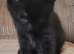 Boy kitten ready now