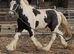 Handsome Cob Gelding