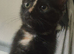 Female 12 week old kitten ready to rehome
