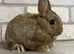 Netherland Dwarf Baby Boy