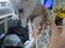 Persian x cross kittens 3 boys 1 girl left