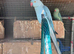 Blue Indian ring neck
