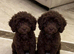 F1 cockopoo Puppys