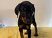 Kennel club registered Dobermans
