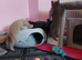 Chocolate and lilac british shorthair kittens