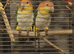 Breeding pair of caiques with cage ect.