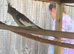 Female aviary cockatiel