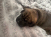 Cocker spaniel x Staffy x Sharpei