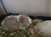 2 Pairs of bonded male guinea pigs for sale