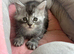 Maine Coon Kittens For Sale