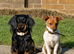 Miniature dachshund cross jackrusell puppies