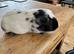 Beautiful baby Guinea Pigs
