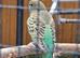 Black face baby budgie