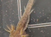 Beautiful mix clutch of baby Hypo Axolotls