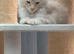Maine coon male kitten