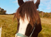 Stunning black shire for sale