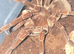 Tarantula list