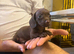 Miniature dachshund