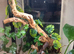 Crested Geckos with bio Terrarium