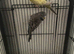 Kakariki pair