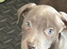 Gorgeous temperament Puppies
