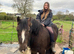 Traditional cob gelding