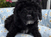 Beautiful Cavapoochon puppies ready now