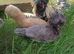 Trio Poland Bantams