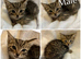 Kittens Ready To Go To Loving Homes!