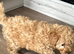 Kc red toy poodle puppies