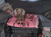 Miniature dachshund -reduced 700