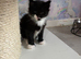 READY NOW Beautiful Ragcoon Kittens for Sale