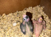 Hand-Reared Cockatiel Chicks – Taking Reservations Now!