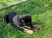 Huntaway x G Shepherd Puppies for Sale