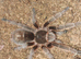 Assorted tarantulas / reptile enclosures and equipment