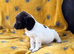 English Springer spaniels