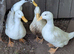 Trio of Cherry Valley Ducks