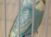 Baby pastel rainbow budgie ring number 5 2026 rung