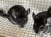 Beautiful 3 Month old, Standard Grey Sisters £90 each