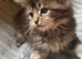 Maine coon