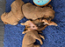 4 Gorgeous Shih Tzu boys available