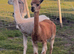 3 Beautiful Alpacas For Sale