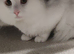Beautiful white cat for sale
