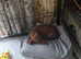 Dachshund puppy