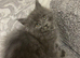 Maine Coon x Ragdoll Female Grey Kitten