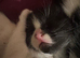 Selling 1 kittens