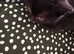 Kittens for sale