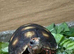 Red Foot tortoises at Birmingham Reptiles