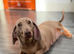 Dachshund Females