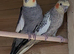 Breeding Pair Of Cockatiels